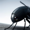 Human Bug