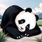 Panda Quotes