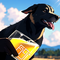 Flying Dog Beer