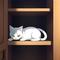 Mr. Kitty Backrooms