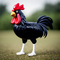 Cluck Norris