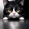 Ashera Cat