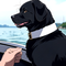 First Mate Dog Food