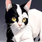 ouji warawanai neko