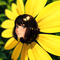 Bumble Blossom