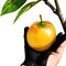 Mango Tree for Sale
