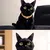 Black Cat Plush