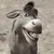 Donkey