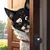 Large Dog Door