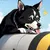 Code Breaker Doggo
