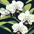 White Orchids