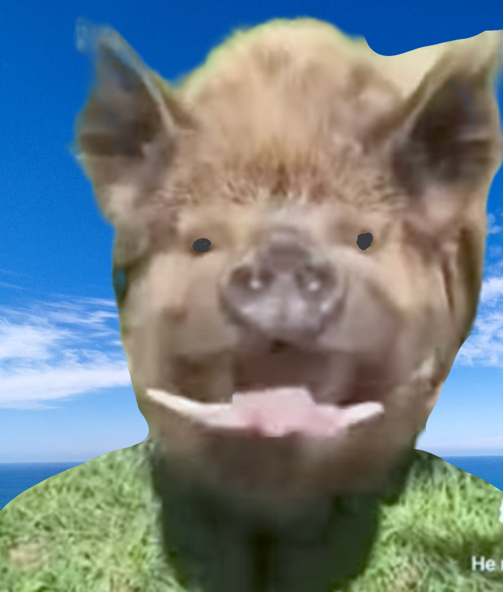 Profile of Boar pig