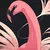 Flamingo Feather