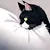 Whiskerly McMeow